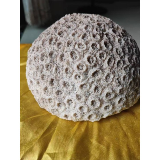 Coral Stone
