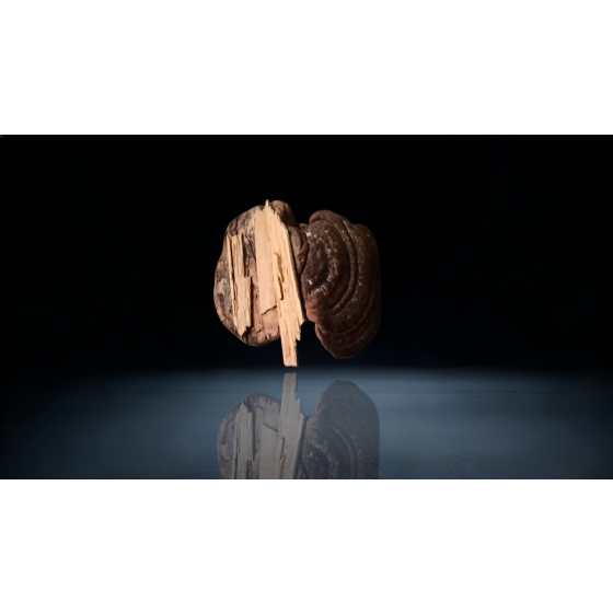 Blood Ganoderma